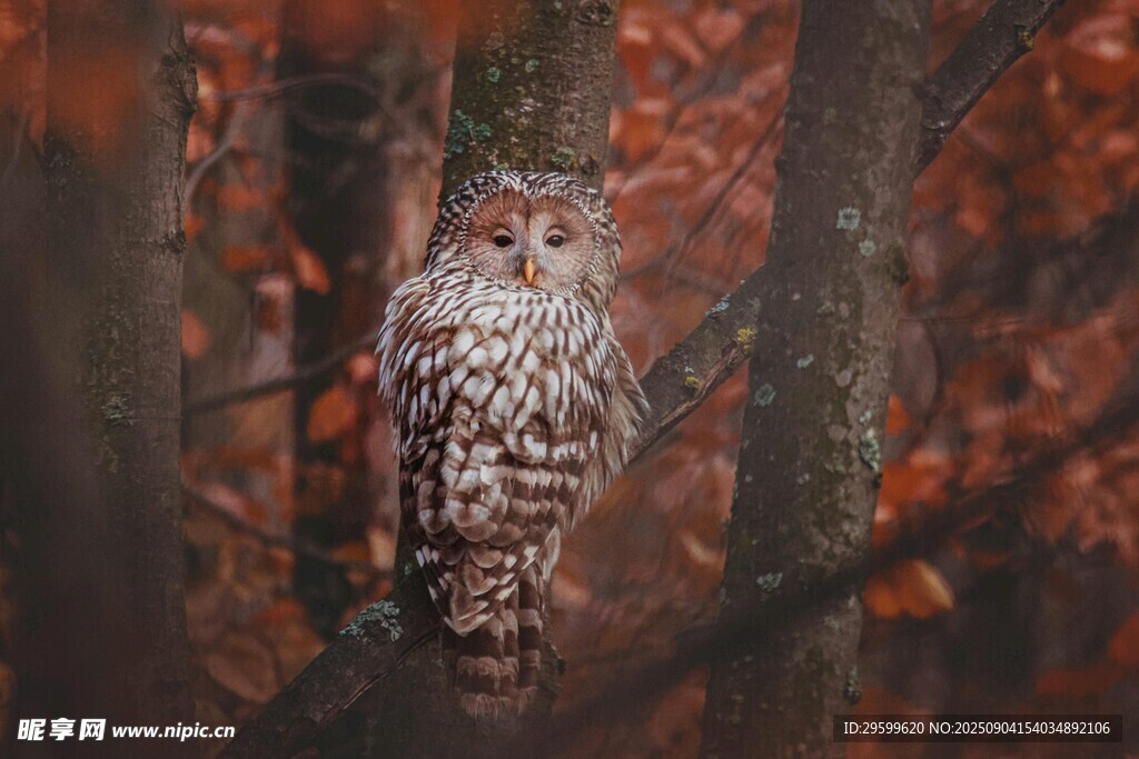 包含林中鸟类观察比赛精彩纷呈，自然风景美妙的词条